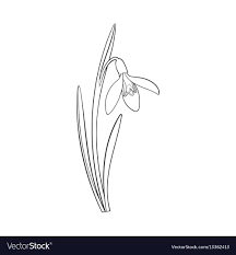 Single Galanthus Snowdrop Spring Flower With Stem Leaves Sketch Vector Illustration Isolated On White B Flower Tattoo Drawings Flower Sketches Leaves Sketch