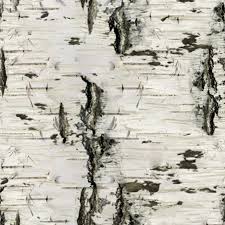 Birch Tree Bark And Stone Coupon Birch Bark 26 Pattern Birch Bark Tree Drawing Patterns In Nature