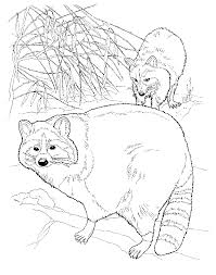 I went on to teach preschool, kindergarten, and first grade and earned my master's degree in education as well. Free Printable Raccoon Coloring Pages For Kids