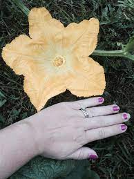 Hereof, what can you not plant with watermelon? Watermelon And Squash Do Not Cross Pollinate Walter Reeves The Georgia Gardener