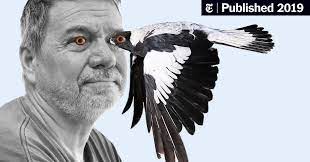 Dokumenter mini pada magpie, burung yang paling cerdas di dunia burung gagak dan kea burung beo spesies selandia baru. The Love Hate Relationship Between Humans And Magpies The New York Times