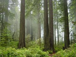 Can you camp in the redwood forest. Redwood National And State Parks Wikipedia