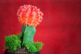 It is what it is til' it ain't. Trader Joe S Houseplants A Power Ranking To Help You Choose Sunset Sunset Magazine