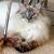 Siamese Ragdoll Mix