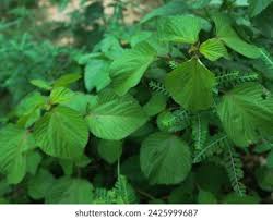 Image result for Laportea ovalifolia