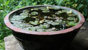 Create a very small pond out of something like if you do use a pot, you may want to consider lining it with pond liner. Build A Patio Water Garden In A Container Hobby Farms