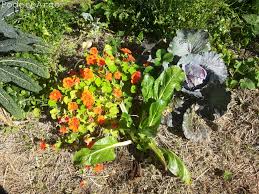 Fiori bianchi orto spontanee / fiori misti orto weblog. I Fiori Amici Dell Orto Podere Argo