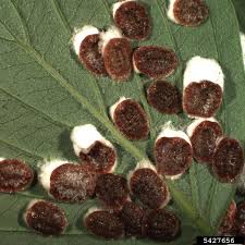 Résultat de recherche d'images pour "scale insects"