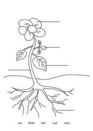 Download this running horse printable to entertain your child. Label A Plant Parts Of A Flower Parts Of A Plant Coloring Pages