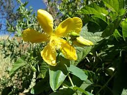 Image result for Hypericum quartinianum