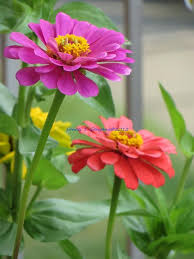 Offsprings By Sonali Gangane In 2020 Zinnia Flowers Beautiful Flowers Flowers Nature