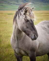 Rsde Rsde Adli Kullanicinin Horses Panosundaki Pin Goruntuler Ile