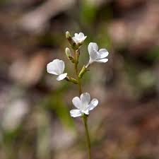 Image result for Buchnera affinis