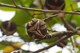 Image result for Shirakiopsis