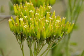 Image result for Kalanchoe brachyloba