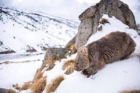 Pin By Kat On Animals In 2020 Snowy Mountains Wombat Creatures