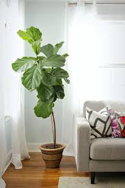 Unfortunately, consuming fiddle leaf fig foliage can cause painful symptoms for your dog including skin and gastrointestinal irritation. Best Alternatives To Fiddle Leaf Fig Trees