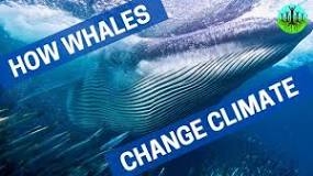 Climate Change - Whale & Dolphin Conservation USA