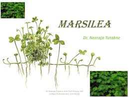 Image result for Marsilea apposita