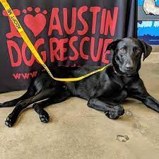Black Lab Mix Available For Adoption In The Austin Tx Area Super Model Bradley Is Ready To Brighten Your World This Sweet Lo Big Puppies Dogs Dog Adoption