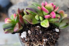 Image result for Anacampseros subnuda