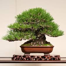 Sé el primero en valorar thunbergii. Prize Winning Trees From The 94th Kokufu Bonsai Exhibition Bonsai Tonight