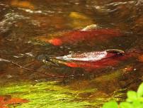 Salmon Fest — White River Valley Museum