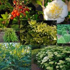 Excellent choice for those dark corners where little else. Shrubs For Shade Bundle Emerald Plants