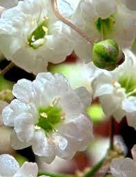 Baby S Breath Up Close By Michael Kuropatkin Babys Breath Breathe Flower Close Up