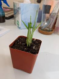 If cats eat the long fronds typical of these plants, they'll become depressed, lose their appetites and next: My Cat Ate My Entire Parlor Palm How Can I Save It Houseplants