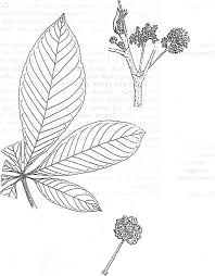 Image result for Myrianthus holstii