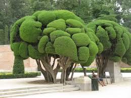 Arvores Esculpidas Parque Del Retiro Madrid Espanha Jardins Jardins Botanique Jardin Bonsais