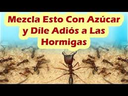 No tendrás problemas en encontrarlo porque puedes encontrarlo de venta en algunas farmacias. 15 Mezcla Esto Con Azucar Y Dile Adios A Las Hormigas Como Eliminar Hormigas De La Casa Rapi Como Ahuyentar Hormigas Ahuyentar Hormigas Repelente De Hormigas