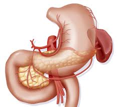 It connects with the small intestine at the cecum, ascends up and across the abdomen and then descends down to the rectum. Duodenum Anatomy Location And Function