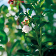 Unkraut im garten schädlinge im garten pflanzen pflege garten hochbeet blumenbeete bauerngarten diy. Cranberry Grossfruchtige Moosbeere Pflanzen Pflegen Ernten Mein Schoner Garten