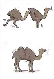 Camels can completely shut their nostrils during sandstorms. Thanks I Hate Camels Tihi