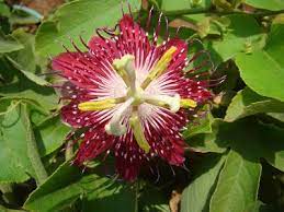 The Chequebook April 2012 Flowers Passion Flower Pink Lotus
