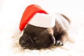 Available on compatible nook devices and the free nook apps. Puppy S First Christmas Holiday Safety Treats And Fun