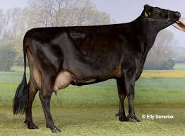 Jersey Geno Uk Livestock Poultry Dairy Cattle Cow Calf