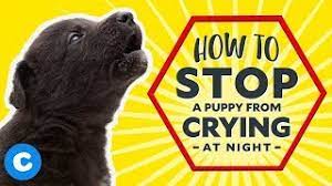 How To Stop A Puppy From Crying At Night Youtube