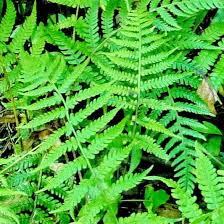 Image result for Deparia