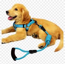 The great chain of being is a hierarchical structure of all matter and life, thought by medieval christianity to have been decreed by god.the chain begins with god and descends through angels, humans, animals, and plants, to minerals. Pedi Bear Petenjoy Dog Leash Dog Chain Dog Collar Chest Leash Hd Png Download 800x800 2103438 Pngfind