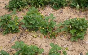 Image result for květopas jahodníkový