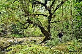 So many different animals live here that by looking at the rainforest, we have a chance to study adaptations and interactions that may not be. Various Tropical Rainforest Plants Conserve Energy Future