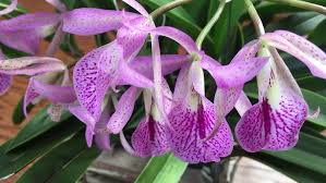 Image result for Mayaca baumii