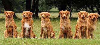 Athletic and muscular nova scotia duck tolling retrievers are skilled gundogs developed to lure and retrieve waterfowl. Red Raisins Nova Scotia Duck Tolling Retriever Kennel