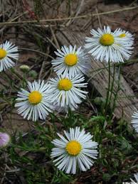 Image result for Erigeron schimperi