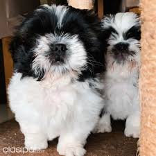 Florida department of state, division of corporations. Vendo Shih Tzu Pagina 1 Clasipar Com