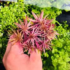 Image result for Limnophila