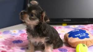 Our adoption program is designed to be welcoming, nonjudgmental, and free of lengthy applications. West Michigan Shelters Seek Support On National Adopt A Shelter Pet Day Wwmt